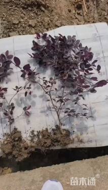 高度25厘米红花继木