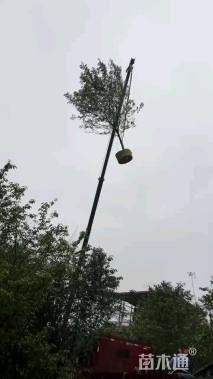 5公分福建山樱花