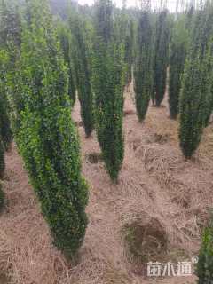 高度150厘米直立冬青