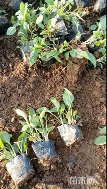 高度12厘米松果菊