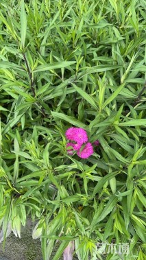 高度30厘米荷兰菊