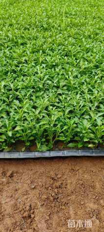 高度5厘米洋紫苏