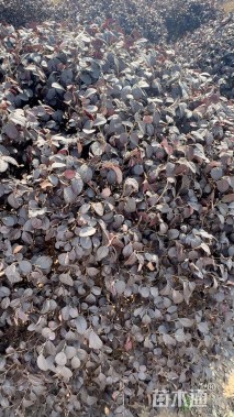 高度150厘米红花继木