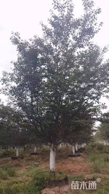 17公分日本晚樱