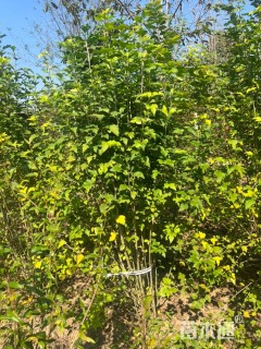 高度220厘米丛生木槿