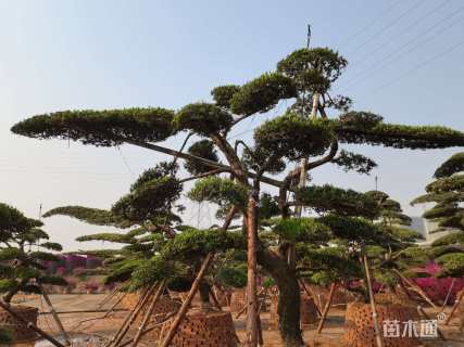 20公分罗汉松