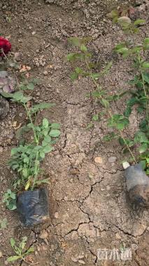 高度40厘米月季