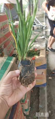 高度30厘米萱草