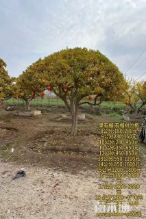 高度400厘米石榴