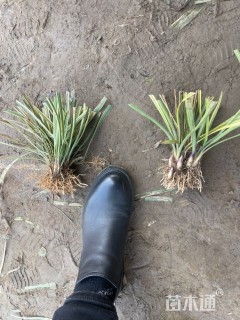 高度50厘米金边麦冬