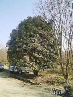 高度680厘米丛生桂花