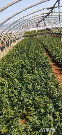 高度30厘米茶梅