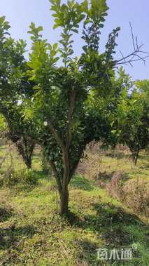 高度300厘米红心柚