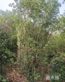 高度250厘米丛生紫薇