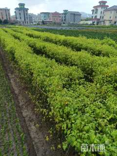 高度50厘米棣棠