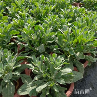 高度25厘米紫罗兰