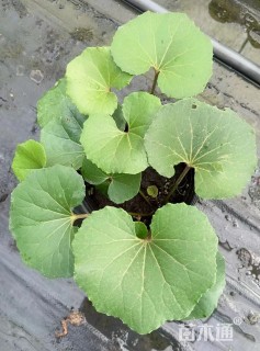 高度100厘米大吴风草