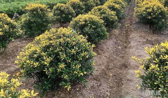 高度80厘米黄金枸骨