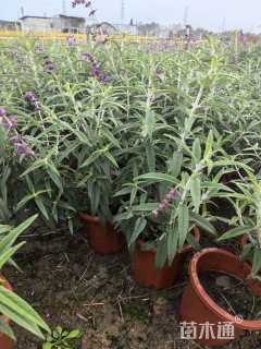 高度32厘米墨西哥鼠尾草