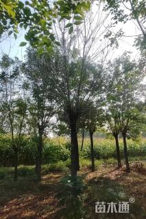 15公分金枝白蜡