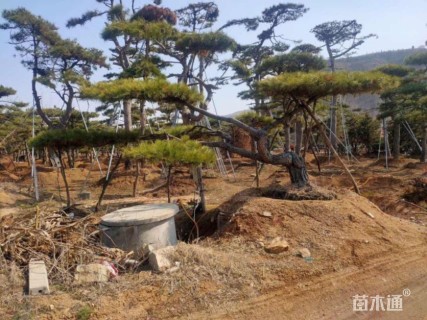 造型黑松