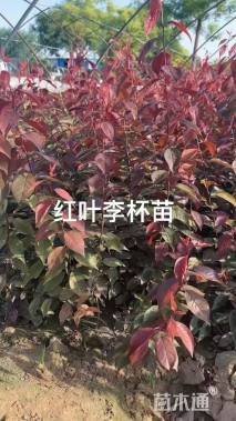 高度60厘米密枝红叶李