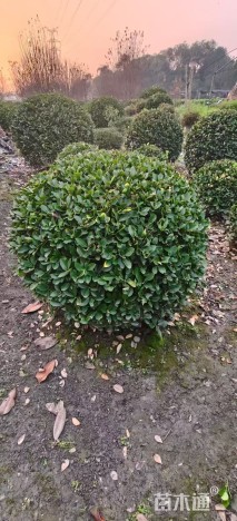 冠幅180厘米大叶黄杨球
