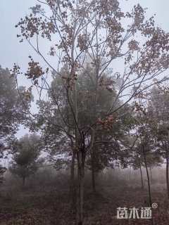 14公分黄山栾树