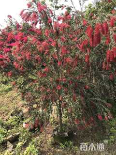 高度100厘米美花红千层
