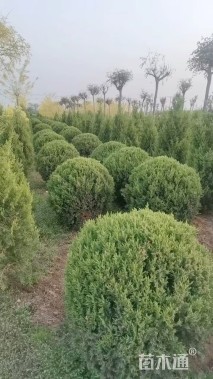 高度100厘米塔桧球