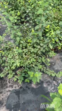 高度30厘米菱叶绣线菊