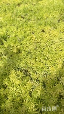 高度10厘米金叶佛甲草