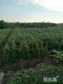 高度250厘米雪松