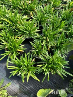 高度10厘米百子莲