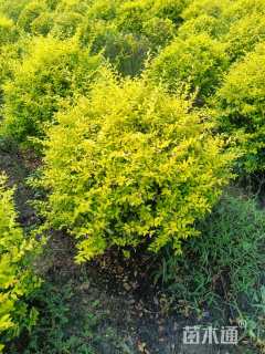 冠幅100厘米金冠女贞球