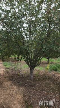 18公分绚丽海棠