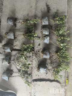 高度2530厘米夏鹃