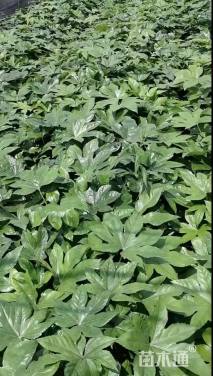 高度35厘米八角金盘