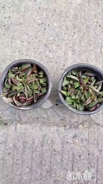 高度10厘米毛地黄