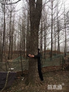 35公分薄壳山核桃