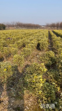 高度75厘米金边黄杨小苗