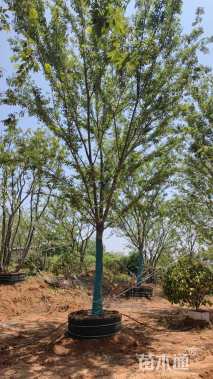 15公分榉树