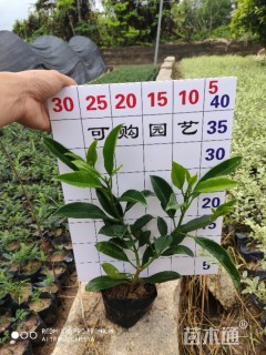 高度25厘米非洲茉莉