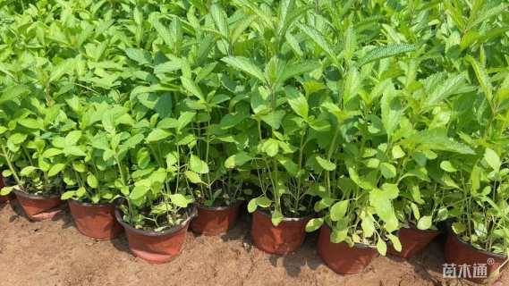 高度30厘米马鞭草