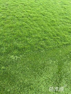 草卷状草皮