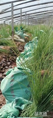 高度30厘米细叶芒