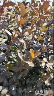 高度60厘米卫矛