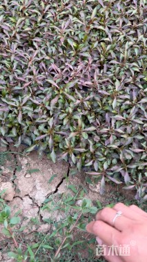 高度10厘米五色苋