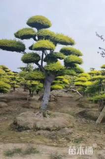 15公分造型亮晶女贞