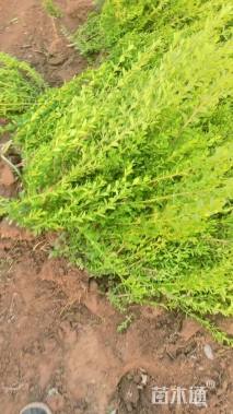 高度35厘米朝鲜黄杨